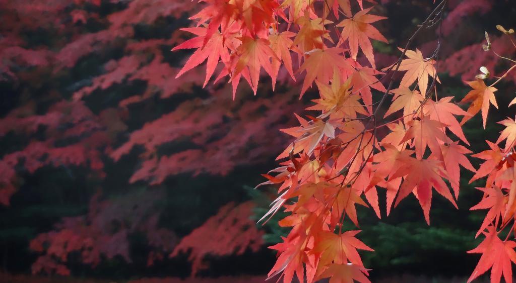 Hotel Cypress Karuizawa Exteriér fotografie